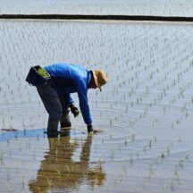 田植えが終わりました🌾