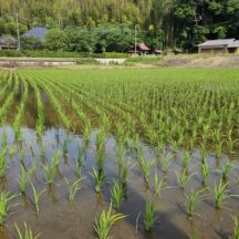 田んぼの生き物とお花