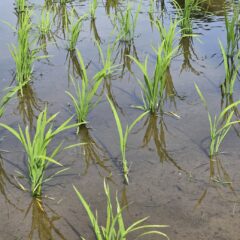今日の田んぼ　23年5月28日