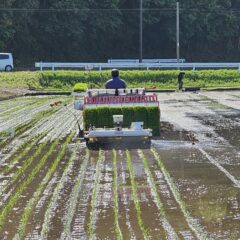 2024年田植えの最盛期！