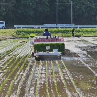 2024年田植えの最盛期！